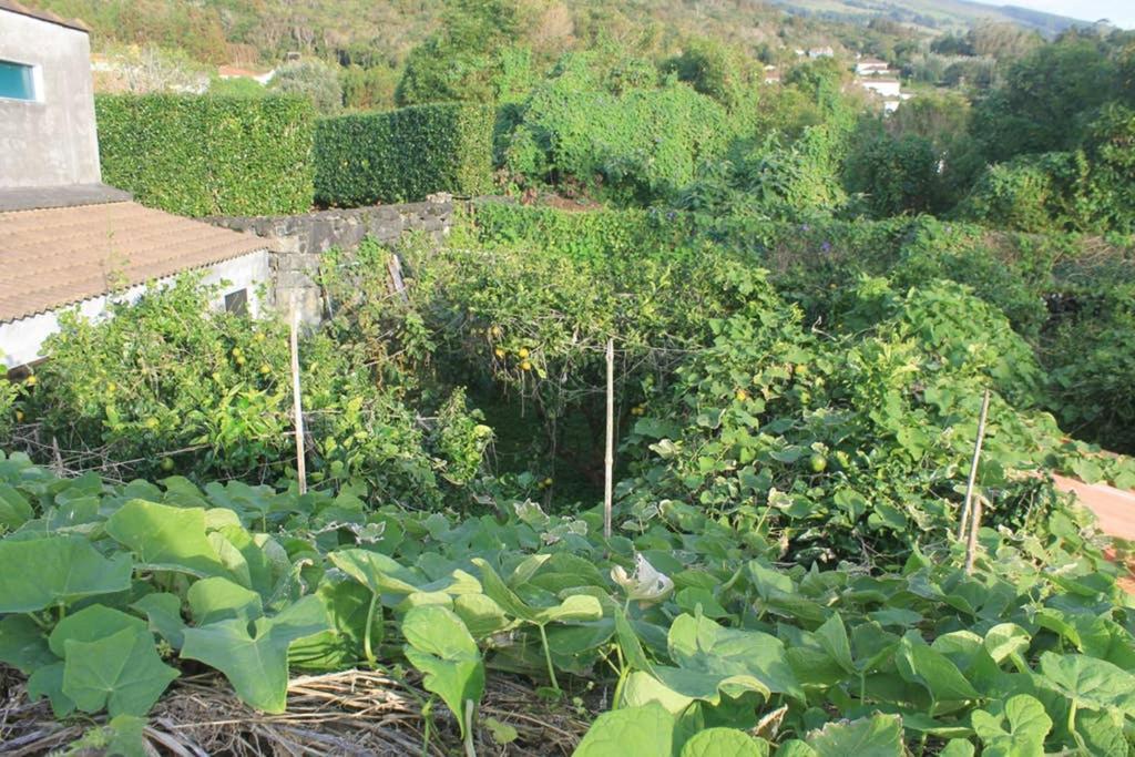 Apartmán Quinta Do Areeiro Horta  Exteriér fotografie